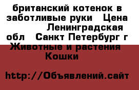 британский котенок в заботливые руки › Цена ­ 5 000 - Ленинградская обл., Санкт-Петербург г. Животные и растения » Кошки   